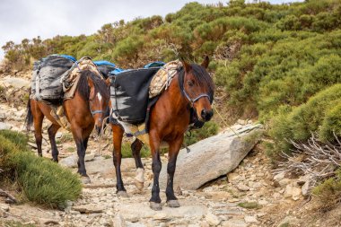 Sierra de Gredos dağlarındaki Refugio Laguna Grande Gredos barınağına kadar yan çantalarda mal taşıyan iki kahverengi yük atı..
