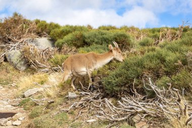 İber dağ keçisi (Capra pyrenaica), İspanya 'nın Sierra de Gredos dağlarında (Laguna Grande' ye giden patika) çam ağaçları arasında otlayan dişi bir hayvandır..