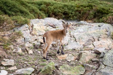 İber dağ keçisi (Capra pyrenaica), İspanya 'da Sierra de Gredos dağlarında (Laguna Grande' ye giden patika) bir kayanın üzerinde duran dişi hayvan..