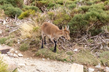 İber dağ keçisi (Capra pyrenaica), İspanya 'da Sierra de Gredos dağlarında (Laguna Grande' ye giden patika) çam ağaçlarının arasında duran dişi bir hayvandır..