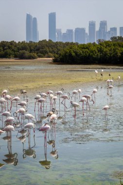 Büyük Flamingolar (Phoenicopterus roseus) Dubai 'deki Ras Al Khor Vahşi Yaşam Sığınağı' nda, arka planda Dubai silüeti ile gölde yüzer ve balık tutarlar..