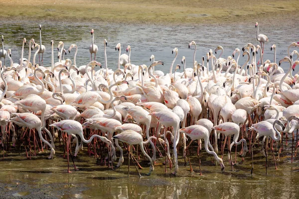 Büyük Flamingolar (Phoenicopterus roseus) Dubai 'deki Ras Al Khor Vahşi Yaşam Sığınağı' nda, gölde yüzer ve balık tutarlar..