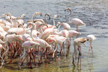 Büyük Flamingolar (Phoenicopterus roseus) Dubai 'deki Ras Al Khor Vahşi Yaşam Sığınağı' nda, gölde yüzer ve balık tutarlar..