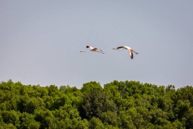 İki büyük Flamingo (Phoenicopterus roseus) Dubai 'deki Ras Al Khor Vahşi Yaşam Sığınağı üzerinde uçuyor, arka planda mangrov ormanı var..