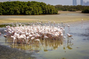 Büyük Flamingolar (Phoenicopterus roseus) Dubai 'deki Ras Al Khor Vahşi Yaşam Sığınağı' nda, arka planda Dubai silüeti ile gölde yüzer ve balık tutarlar..