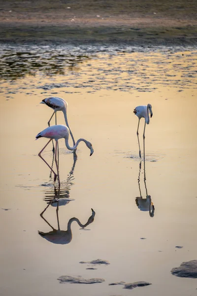 Greater Flamingos Phoenicopterus Roseus Ras Khor Wildlife Sanctuary Dubai Wading — Stock Photo, Image