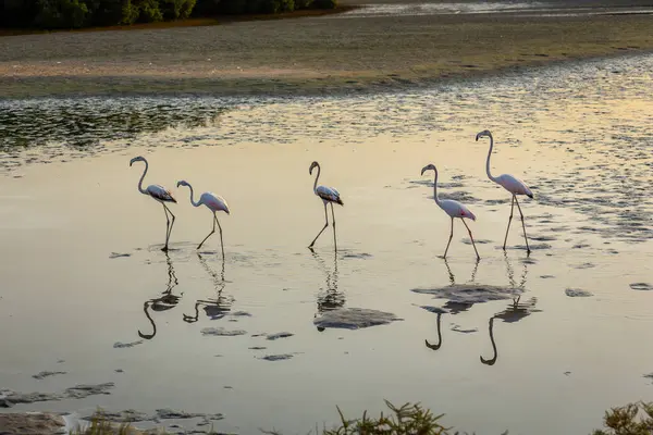 Büyük Flamingolar (Phoenicopterus roseus) Dubai 'deki Ras Al Khor Vahşi Yaşam Sığınağı' nda, gölde yüzer ve balık tutarlar, suda yansımalar, gün batımı.