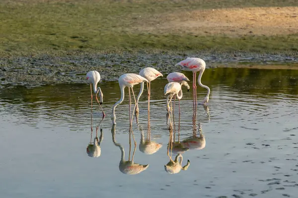 Büyük Flamingolar (Phoenicopterus roseus) Dubai 'deki Ras Al Khor Vahşi Yaşam Sığınağı' nda, gölde yüzer ve balık tutarlar, suda yansımalar, gün batımı.