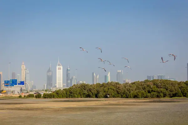 Dubai Emiratos Árabes Unidos Manada Flamencos Mayores Phoenicopterus Roseus Sobre — Foto de Stock