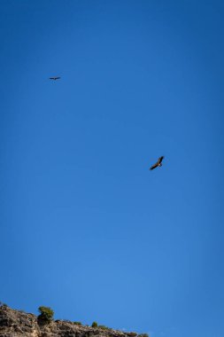 Griffon akbabaları (Gyps fulvus) İspanya 'daki Hoces del Rio Duraton Doğal Parkı' nın tepelerinde uçuyorlar, mavi gökyüzü.
