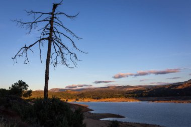 İspanya 'nın Avila ilindeki El Burguillo Reservoir üzerinde gün batımında tek bir kuru ağaç silueti, göl manzarası, kopyalama alanı.