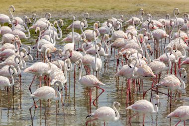 Dubai 'deki Ras Al Khor Vahşi Yaşam Sığınağı' nda Büyük Flamingo Sürüsü (Phoenicopterus roseus), gölde ve balıkçılık.