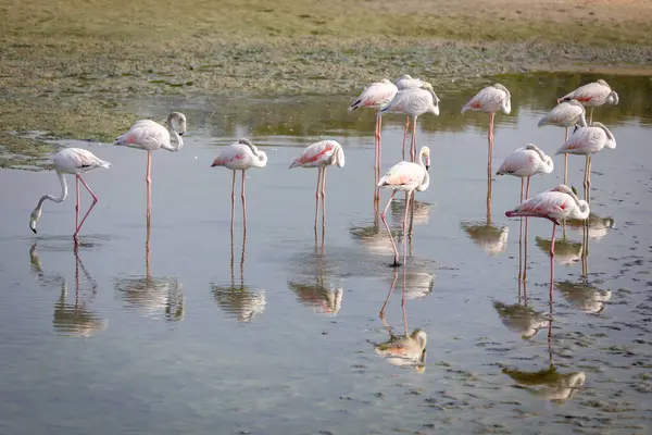 Büyük Flamingolar (Phoenicopterus gülü) Dubai 'deki Ras Al Khor Vahşi Yaşam Sığınağı' nda, gölde yüzen ve balık tutan kuş sürüsü, yakın görüş, sudaki yansımalar.