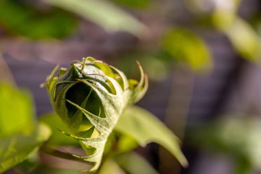 Yeşil pamuk tomurcukları, olgunlaşmamış pamuk çiçekleri, yakın görüş, Dubai, Birleşik Arap Emirlikleri.