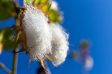 Yumuşak pamuklu çiçek başları mavi gökyüzüne, Dubai 'ye, Birleşik Arap Emirliklerine karşı yakın çekim görüntüsüne hazırlar..