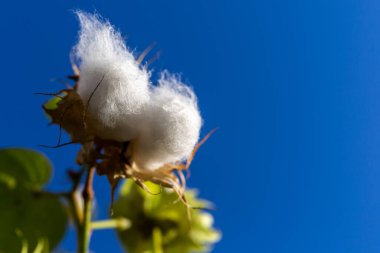 Yumuşak pamuklu çiçek başları mavi gökyüzüne, Dubai 'ye, Birleşik Arap Emirliklerine karşı yakın çekim görüntüsüne hazırlar..