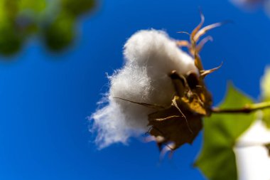 Yumuşak pamuklu çiçek başları mavi gökyüzüne, Dubai 'ye, Birleşik Arap Emirliklerine karşı yakın çekim görüntüsüne hazırlar..