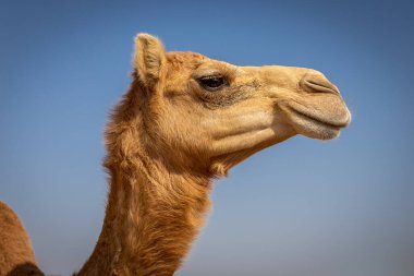 Dromedary deve başı (Camelus dromedarius) mavi gökyüzü, Digdaga Çiftliği, Birleşik Arap Emirlikleri.