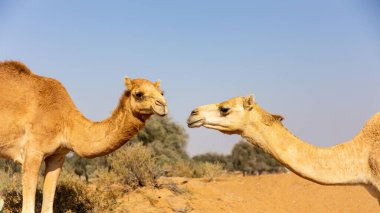 El Digdaga 'da bir çöl çiftliğinde iki dromedary devesi (Camelus dromedarius), arka planda gthe ağaçları ve kum tepeleri, Birleşik Arap Emirlikleri.