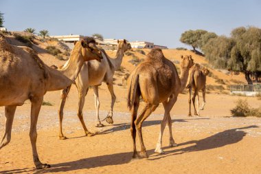 Dromedary deve kervanı (Camelus dromedarius) arka planda akasya ağaçlarıyla çölde yürürken, Al Digdaga, Birleşik Arap Emirlikleri, arkadan görünüm.