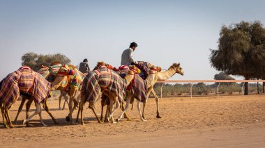 BAE, 24.12.21. Bir deveci (deve terbiyecisi) Birleşik Arap Emirlikleri 'ndeki Camel Yarış Pisti' nde yarış eğitiminde renkli deve kervanlarına önderlik eder..