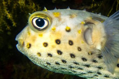Close-up macro view of vivid yellow porcupine fish (or pufferfish, Diodontidae, Tetraodontidae) with a big eye and spikes, Indian Ocean, Daymaniyat Islands, Oman clipart