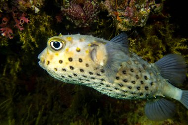Canlı sarı kirpi balığı (ya da kirpi balığı, Diodontidae, Tetraodontidae), büyük bir göz ve sivri uçlu, Hint Okyanusu, Daymaniyat Adaları, Umman Adaları,