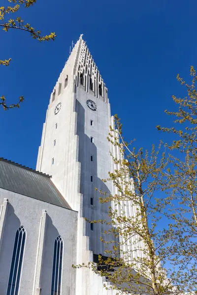 Hallgrimskirkja modernist kilise Reykjavik, İzlanda 'daki bazalt sütunları andırıyor, modern çan kulesi ve ağaç tepeleri, açık mavi gökyüzü.