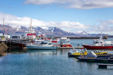 Reykjavik, İzlanda, 14.05.22. Renkli Balina Reykjavik Limanı 'na yanaşan turistik gemileri, balıkçı tekneleri ve motorbotları izliyor..