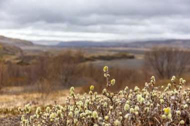 Woolly willow (Salix lanata) catkins with Thjorsardalur valley raw landscape with mountains, winding riverbed and lava fields in the background, Iceland. clipart