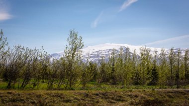 Eyjafjallajokull buz pateni volkanı ve İzlanda 'nın Thorsmork Vadisi' ndeki yeşil ağaçların arasından görünen buzul dağı manzarası.