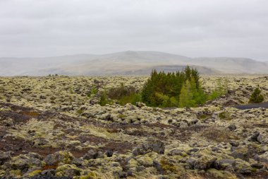 Güney İzlanda 'daki Eldhraun Lava Sahası (Mossy Lav Fields), yeşil yünlü yosun yosunlarıyla kaplı donmuş bazaltik lav.