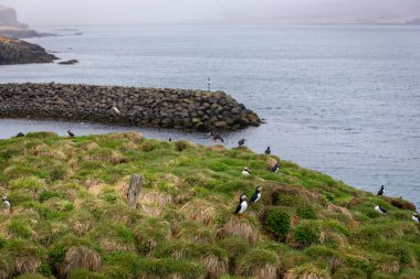 Atlantik martıları (Fratercula arkktika, yaygın martı), Borgarfjordur Eystri, İzlanda 'daki Hafnarholmi marinasının kayalık ve çimenli uçurumlarına yuva yapar..