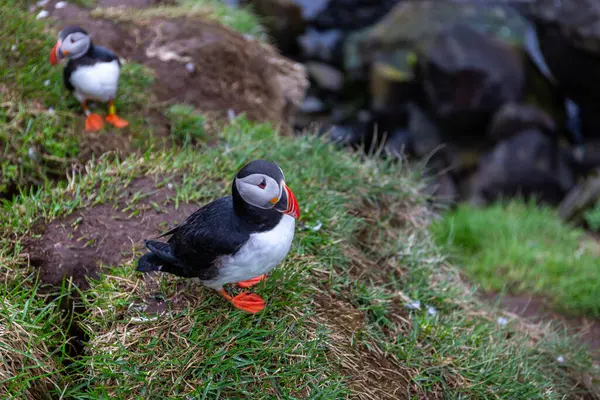 stock image Atlantic puffins (Fratercula arctica, common puffin) nesting on rocky and grassy  cliffs of Hafnarholmi marina in Borgarfjordur Eystri, Iceland.