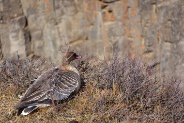 The pink-footed goose (Anser brachyrhynchus) resting at the edge of the cliff in Studlagil Canyon, Iceland, with hexagonal basalt columns in the background. clipart