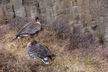 Pembe ayaklı kazlar (Anser brachyrhynchus) Studlagil Kanyonu, İzlanda 'daki uçurumun kenarında, arka planda altıgen bazalt sütunlarla dinlenirler..