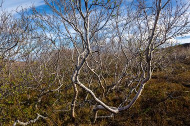 Betula nine, cüce huş ağacı İzlanda 'daki Jokulsa Fjollum nehri kanyonunda kuru dallarla çalılık yapar..