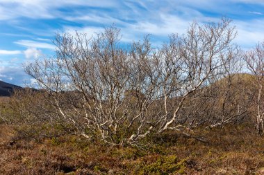 Betula nine, cüce huş ağacı İzlanda 'daki Jokulsa Fjollum nehri kanyonunda kuru dallarla çalılık yapar..