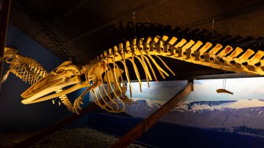 Husavik, İzlanda, 21.05.22. Minke balinası (Balaenoptera acutorostrata) iskeleti Husavik Balina Müzesi 'nde.