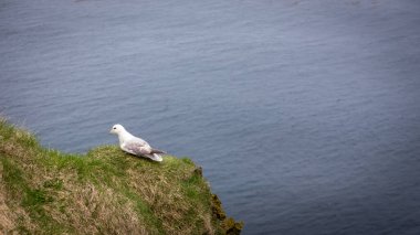 Kuzey Fulmarus glacialis (Fulmarus glacialis, Arktik fulmar), arka planda Atlantik Okyanusu suları bulunan İzlanda 'daki çimenli Latrabjarg uçurumlarına yuva yapmış sarı gagalı deniz kuşu..