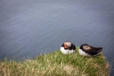 Atlantik martıları (Fratercula arkktika, yaygın marihuana), İzlanda 'da çimenli Latrabjarg uçurumlarında oturur ve yuva yapar..