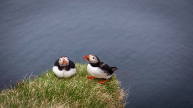 Atlantik martıları (Fratercula arkktika, yaygın martı), arka planda Atlantik Okyanusu suları bulunan İzlanda 'daki çimenli Latrabjarg uçurumlarında oturur ve yuva yapar..