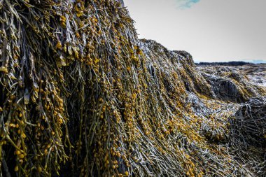 Sidik torbası (Fucus vesiculosus) yosun ve yosun, İzlanda 'nın Snaefellsnes yarımadasındaki Ytri Tunga plajında karaya vurdu..