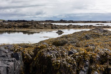 Kayalıklarda liman fokları olan Ytri Tunga kıyıları ve karaya vurmuş mesane yosunları (Fucus vesiculosus) yosunlar ve yosunlar, Saefellsnes Yarımadası, İzlanda.