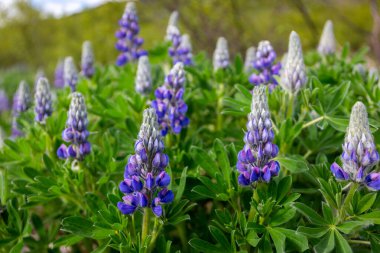 Alaska Lupine (Lupinus Nootkatensis) Hvalfjordur, Vesturland, İzlanda 'daki Glymur Kanyonu' nda canlı mor çiçekler..
