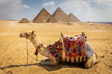 Sahra Çölü 'nde arkasında Giza Piramit Kompleksi olan turistler için renkli eyerli Dromedary devesi, Mısır.