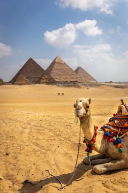 Sahra çölünde oturan ve arka planda Giza Piramit Kompleksi olan Mısır 'a bakan turistler için renkli eyerli Dromedary devesi..