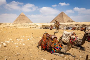 Giza Piramit kompleksinin önünde renkli eyerli develer ve arkasında hatıra tezgahları olan Giza 'nın Büyük Sfenksi, Mısır.