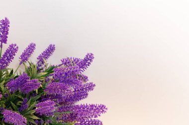 Köşedeki lavanta çiçeği buketi kompozisyonu beyaz arkaplan, bahar arkaplan düzeni, kopyalama alanı.