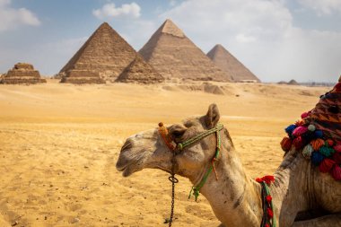 Sahra Çölü 'nde arkasında Giza Piramit Kompleksi olan turistler için renkli eyerli Dromedary devesi, Mısır.